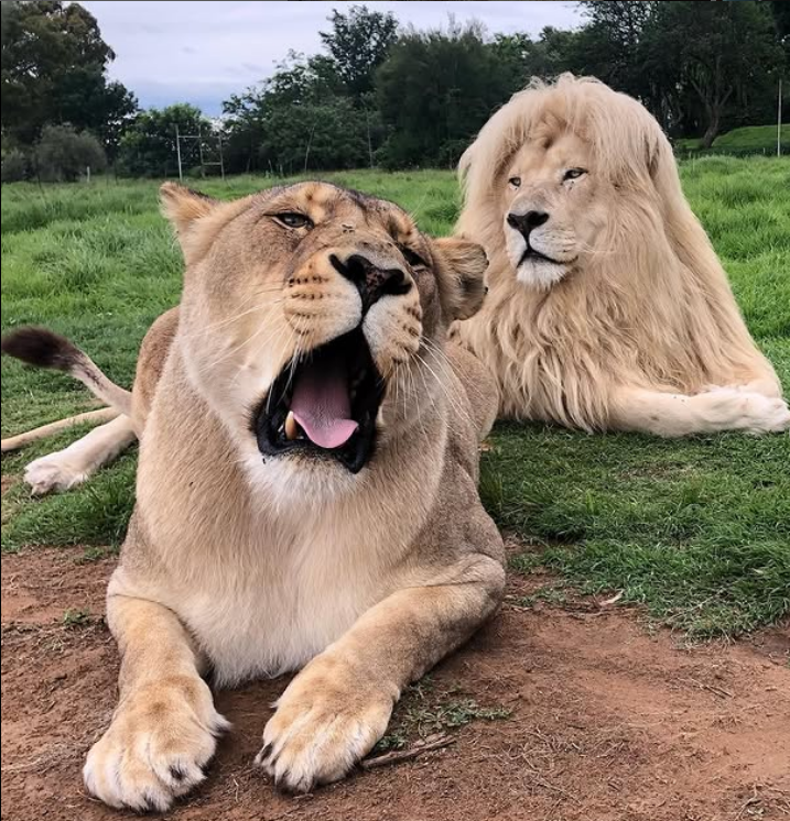 Close up of male and female lion